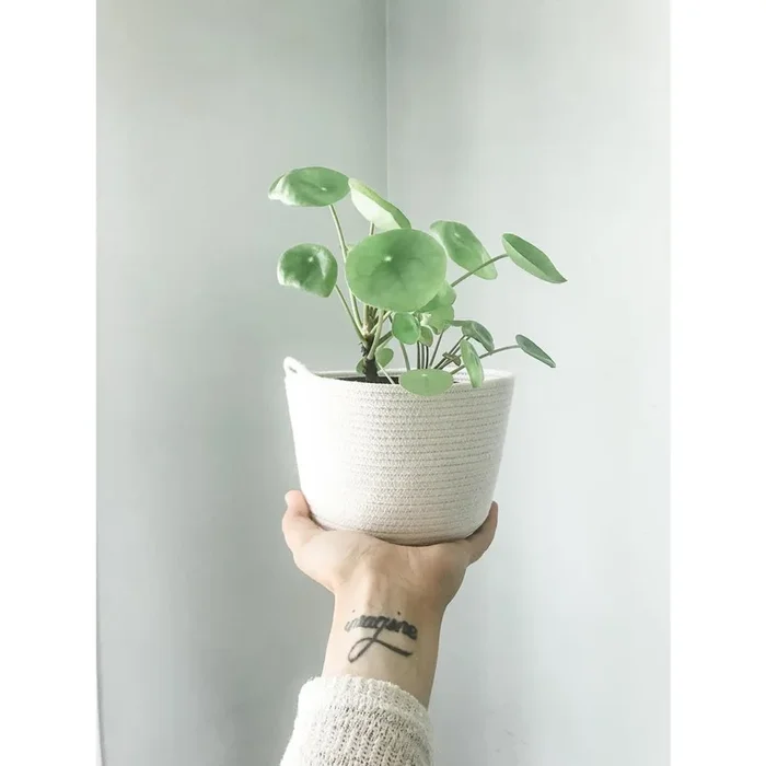 Little Love Home, Rope 4″ Planter