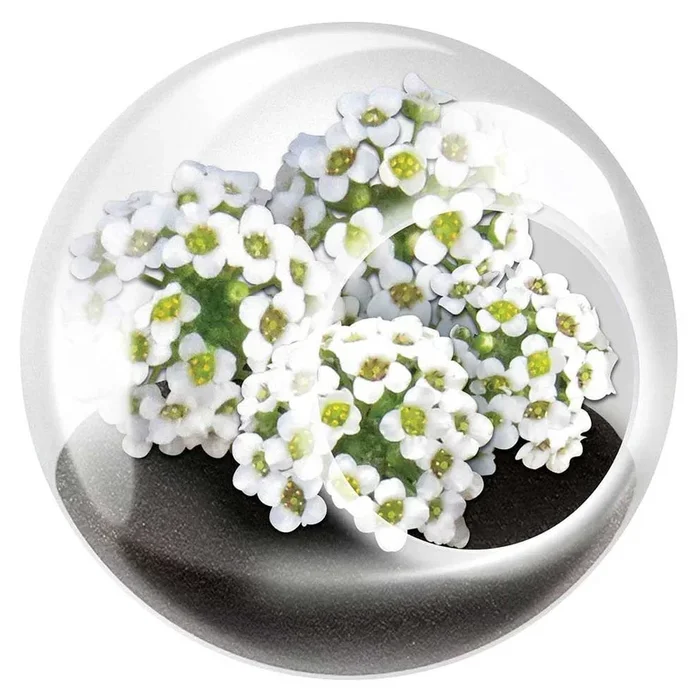 Tiny Terrarium Flowering Plants – Sweet Alyssum